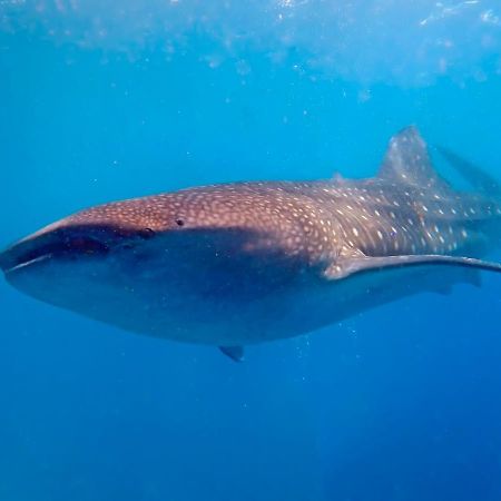 Magic Oceans Dive Resort Anda  Exterior foto
