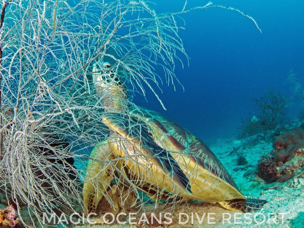 Magic Oceans Dive Resort Anda  Exterior foto